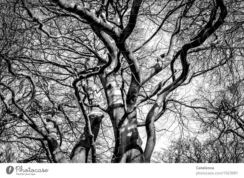 Nach oben schauen, Äste hoher Buchen aus der Froschperspektive Natur Pflanze Winter Baum Wald Zweige u. Äste Holz alt Wachstum groß grau schwarz weiß