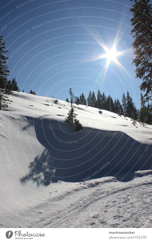 winterwonderland Wintersport Skipiste Natur Landschaft Pflanze Himmel Wolkenloser Himmel Schönes Wetter Schnee Wald Hügel frisch glänzend Unendlichkeit oben