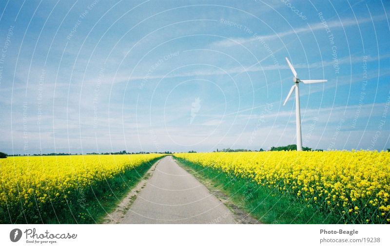Pusteblume Raps Frühling Windkraftanlage Fehmarn Straße Wege & Pfade Erneuerbare Energie