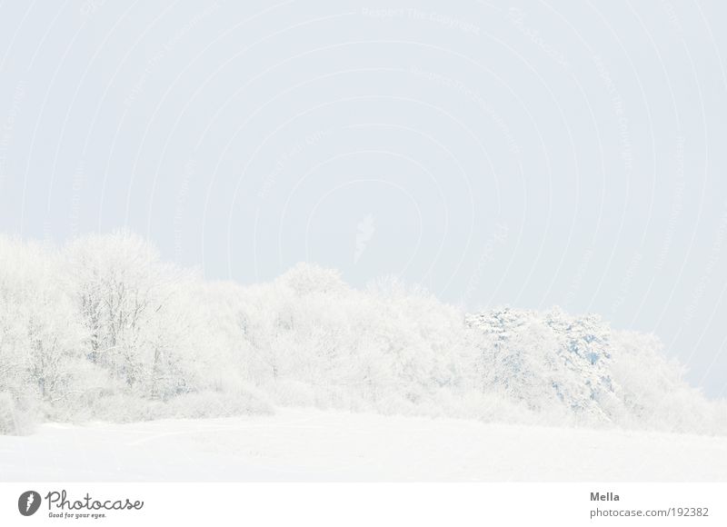 Weiß Umwelt Natur Landschaft Pflanze Himmel Winter Klima Klimawandel Wetter Eis Frost Schnee Baum Wald hell kalt natürlich blau weiß Idylle ruhig Ferne Farbfoto