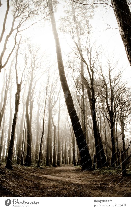 Hänsel und Gretel Umwelt Natur Erde Himmel Wolken Sonnenlicht Nebel Regen Pflanze Baum Wald Angst Einsamkeit Endzeitstimmung Erholung Kontakt Schutz Sicherheit