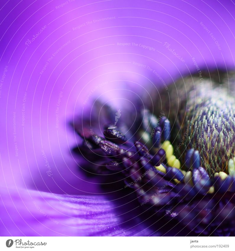 lilablume Frühling Sommer Pflanze Blume Blüte Duft elegant frisch natürlich schön violett Farbe Natur jarts Farbfoto Nahaufnahme Detailaufnahme Makroaufnahme