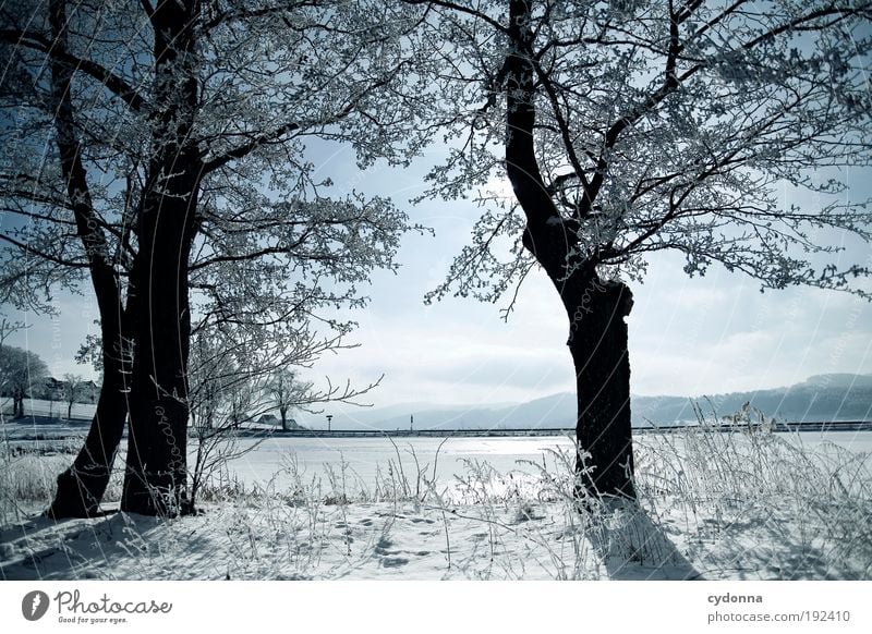 Kälte Wohlgefühl Erholung ruhig Ausflug Ferne Freiheit Winterurlaub Umwelt Natur Landschaft Himmel Eis Frost Schnee Baum Seeufer Einsamkeit einzigartig Idylle