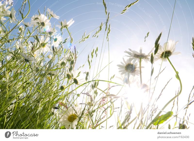 Gegenlichtsommerwiese Ferien & Urlaub & Reisen Sommer Sommerurlaub Sonne Sonnenbad Pflanze Sonnenlicht Frühling Schönes Wetter Blume Gras Wiese hell blau grün