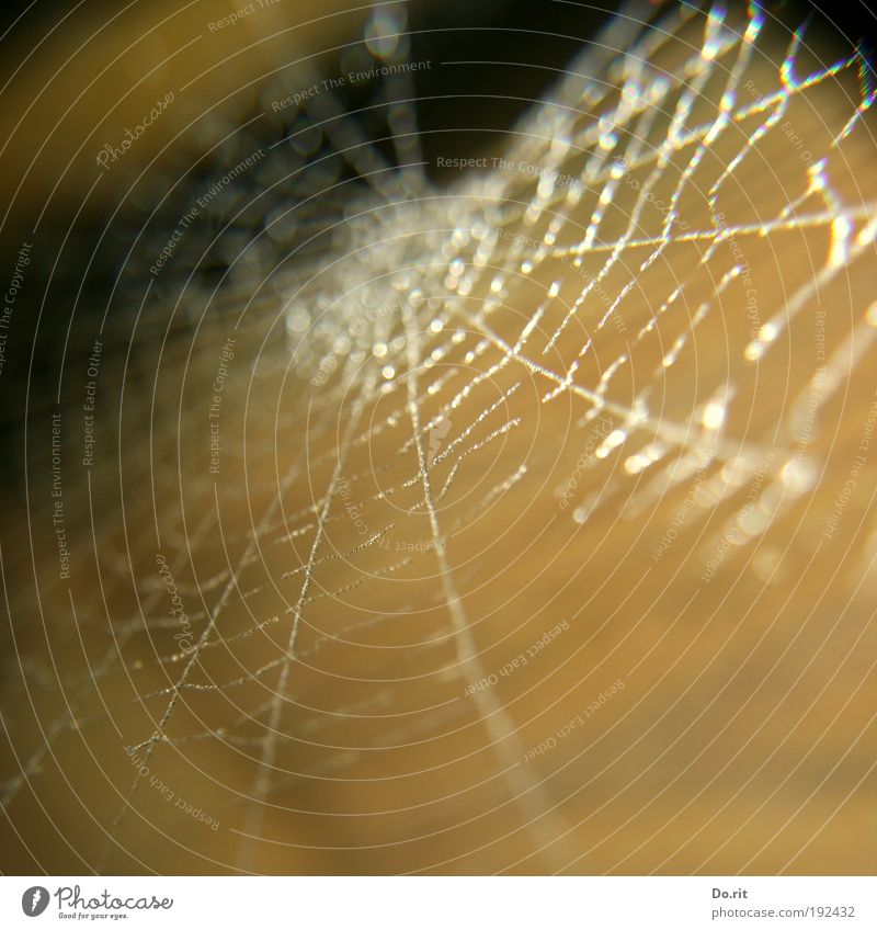 für Diego Umwelt Natur Wassertropfen hängen braun zart Spinnennetz Nahrungssuche glänzend hell leuchten filigran Computernetzwerk Netzsicherheit Netzwerk