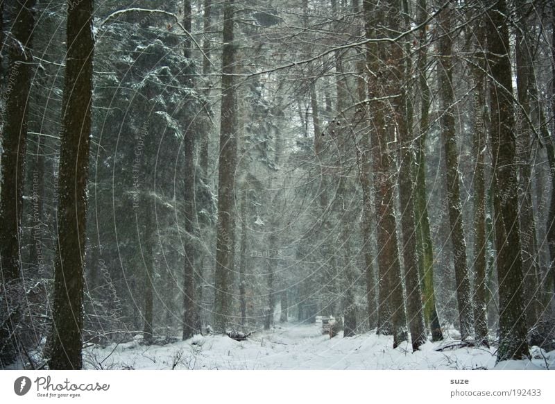 Alt wie ein Baum ... Umwelt Natur Landschaft Winter Klima Wetter Schnee Schneefall Wald Wege & Pfade authentisch dunkel hoch kalt natürlich Einsamkeit