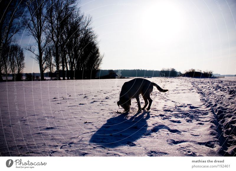 SCHNEEHUND Umwelt Natur Landschaft Pflanze Wolkenloser Himmel Sonnenlicht Winter Schönes Wetter Eis Frost Schnee Baum Wiese Feld Wald Tier Haustier Hund 1 kalt
