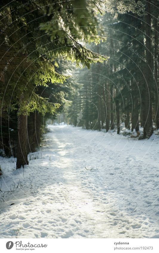 Rutschfest? Wohlgefühl Erholung ruhig Ausflug Winterurlaub wandern Umwelt Natur Landschaft Klima Schönes Wetter Eis Frost Schnee Baum Wald Einsamkeit Idylle