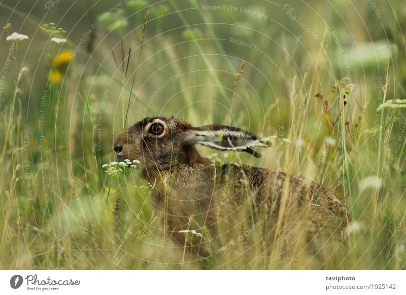 wilde Hasen, die sich im großen Gras verstecken Jagd Natur Tier Wiese natürlich niedlich braun grau grün Tierwelt lepus europaeus versteckend Ohren