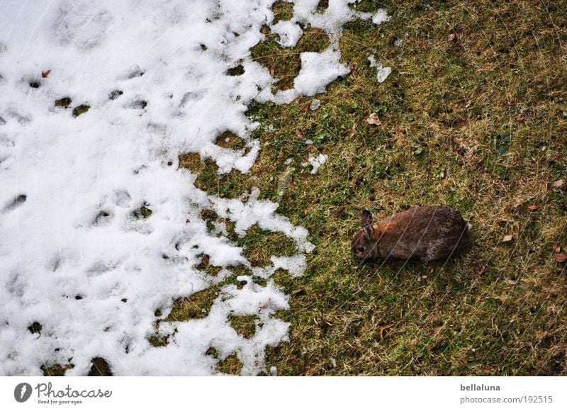 Adios Schnee und Eis! Natur Pflanze Tier Frühling Winter Klima Wetter Schönes Wetter schlechtes Wetter Frost Wiese Wildtier Fell Pfote 1 kalt Hase & Kaninchen