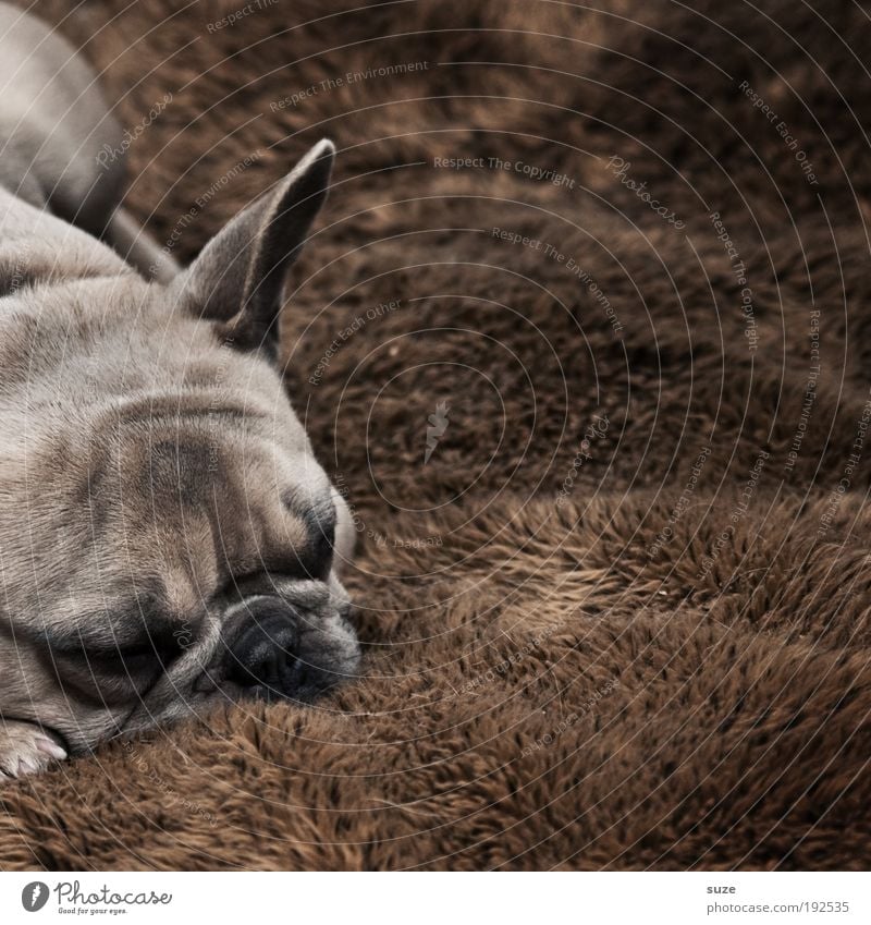 Hundeleben Tier Fell Haustier 1 schlafen träumen authentisch kuschlig klein niedlich braun Treue Dogge ruhen Halbschlaf Schnauze Säugetier Haushund Decke