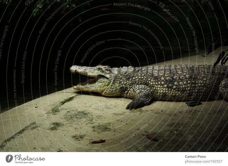 abwarten.... Tier Wildtier Zoo Krokodil 1 grau Innenaufnahme Blitzlichtaufnahme Licht Tierporträt Profil