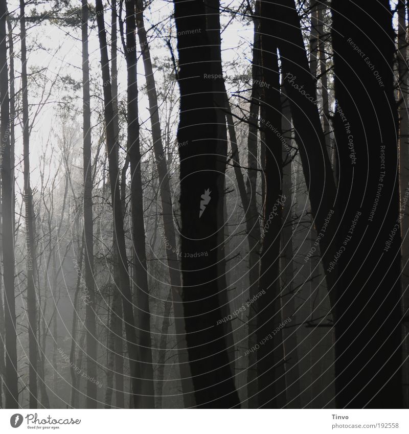 Waldgeflüster Natur Nebel Baum bedrohlich dunkel gruselig grau schwarz Gefühle Stimmung Kraft Verschwiegenheit ruhig Trauer Einsamkeit Angst Ast Zweig Tanne