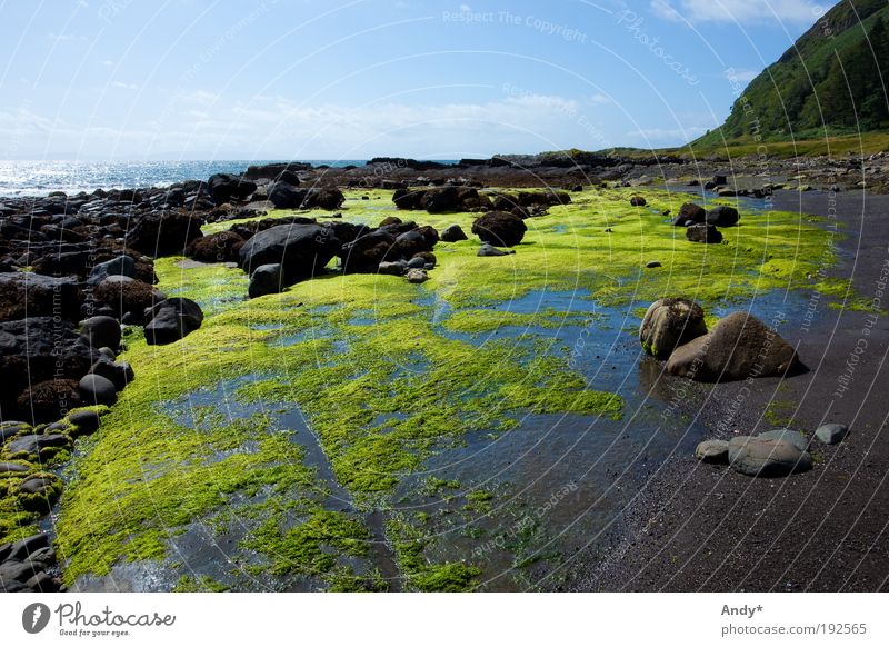 Ebbe Ferien & Urlaub & Reisen Tourismus Ferne Strand Meer Insel Schottland Isle of Mull Natur Landschaft Wasser Himmel Pflanze Algen Felsen Küste Bucht Stein