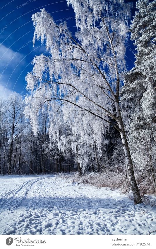 Das letzte Winterfoto Wohlgefühl Erholung ruhig Ausflug Ferne Freiheit Winterurlaub wandern Umwelt Natur Landschaft Himmel Klima Schönes Wetter Eis Frost Schnee