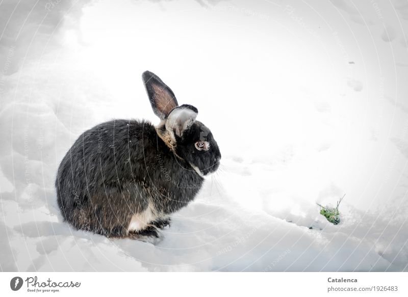 Süß | putziges Kaninchen sitzt im Schnee Natur Pflanze Tier Winter Klima Gras Garten Hase & Kaninchen 1 beobachten entdecken hocken frei Fröhlichkeit schön