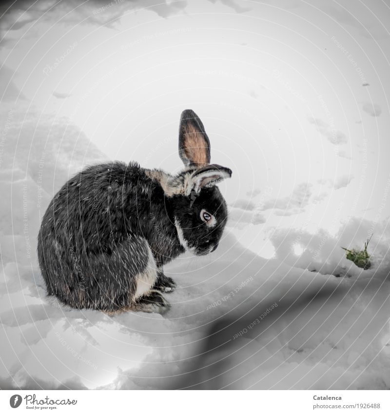 Kaninchen sitzt auf Schnee Natur Pflanze Tier Winter Gras Wiese Haustier Hase & Kaninchen 1 beobachten hocken warten schön kalt kuschlig niedlich rosa schwarz