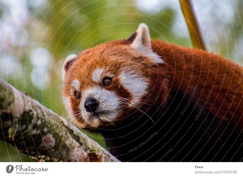 Roter Panda Natur Tier Wildtier Fell Zoo Glück Lebensfreude Farbfoto Außenaufnahme Menschenleer Tag Unschärfe Starke Tiefenschärfe Porträt Tierporträt