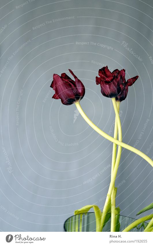 DreiecksBeziehung elegant Pflanze Frühling Tulpe alt Brunft berühren Blühend verblüht ästhetisch authentisch Glück trocken grün rot Lebensfreude Sympathie