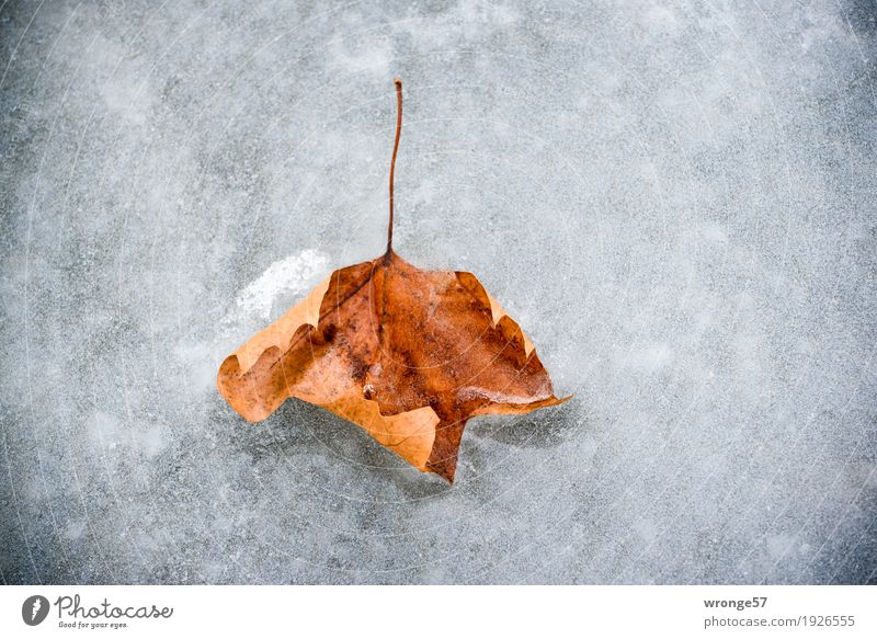 Prima Klima | Eiszeit Natur Pflanze Winter Frost Blatt Teich alt kalt braun grau weiß Herbstlaub Herbstfärbung Zentralperspektive Querformat Farbfoto