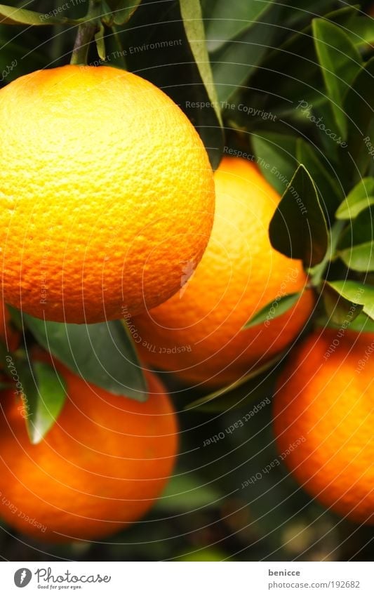 O orange Frucht Zitrusfrüchte Orangensaft Orangenbaum orangenfrucht Baum frisch Saft Orangenschale Blatt Unschärfe Tiefenschärfe 4 hängen hängend Orangenhain
