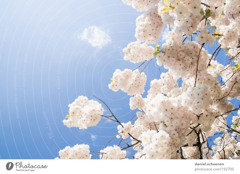 Frühling ?? Natur Pflanze Wolkenloser Himmel Schönes Wetter frisch hell schön blau rosa weiß Kirschblüten Sonnenlicht