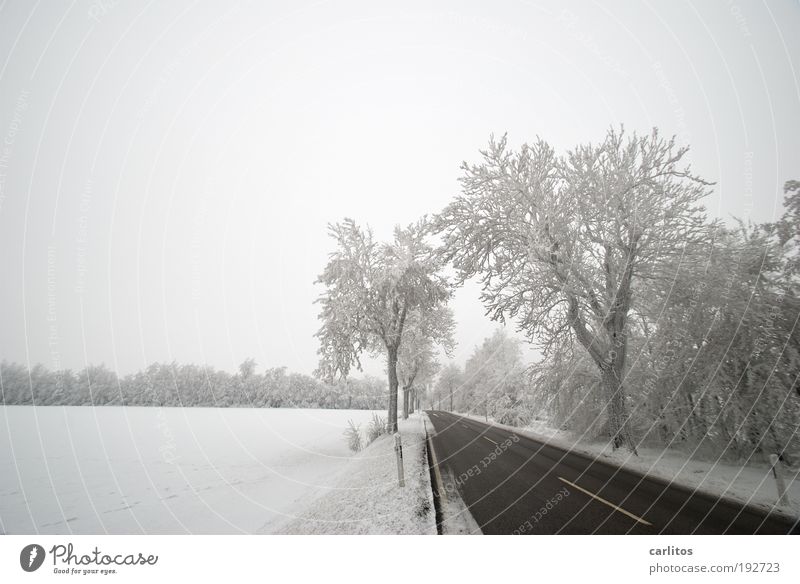 Niedersächsisch Sibirien II Landschaft frieren Winter Eis Frost Baum Verkehrswege Autofahren Verkehrsunfall Straße ästhetisch kalt schwarz weiß Frühlingsgefühle
