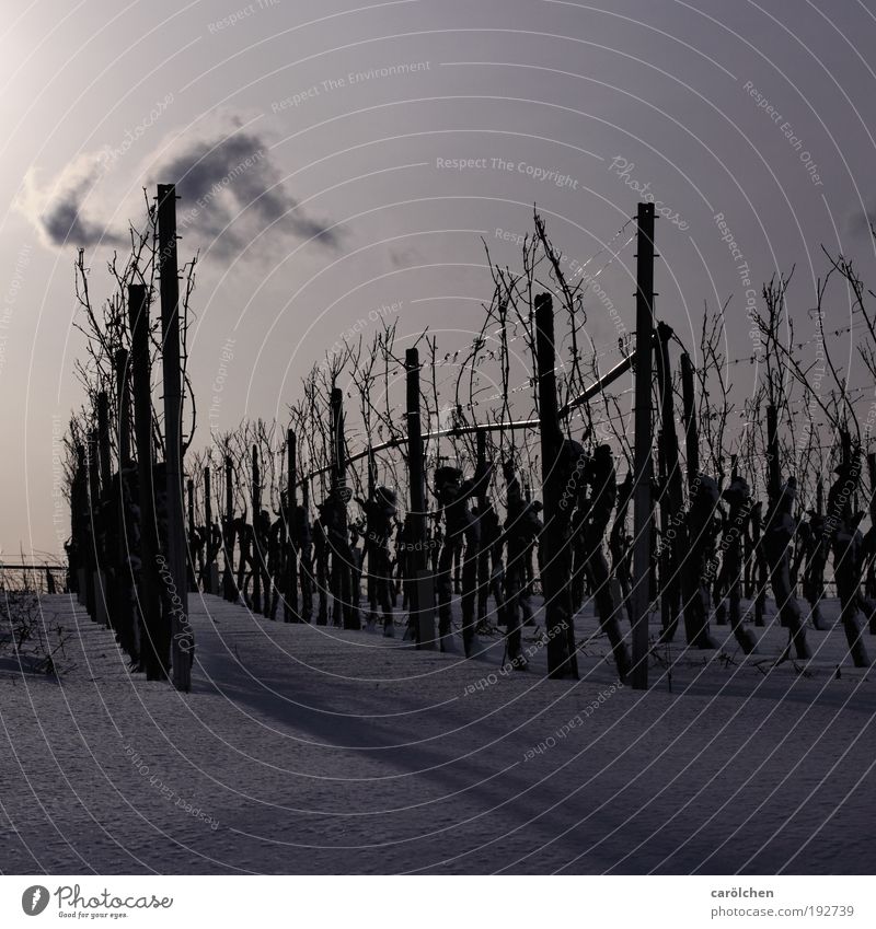 Mono Kultur Umwelt Natur Landschaft Sonnenlicht Winter Schnee Nutzpflanze Feld silber weiß Weinbau Weinberg Monokultur Reihe Landwirtschaft kalt Außenaufnahme