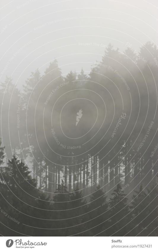 Morgennebel Nebel Nebelschleier Nebellandschaft Nebelwand Nebelwald Nebelstimmung nordisch Waldrand heimischer Wald Tristesse mystisch verhext faszinierend