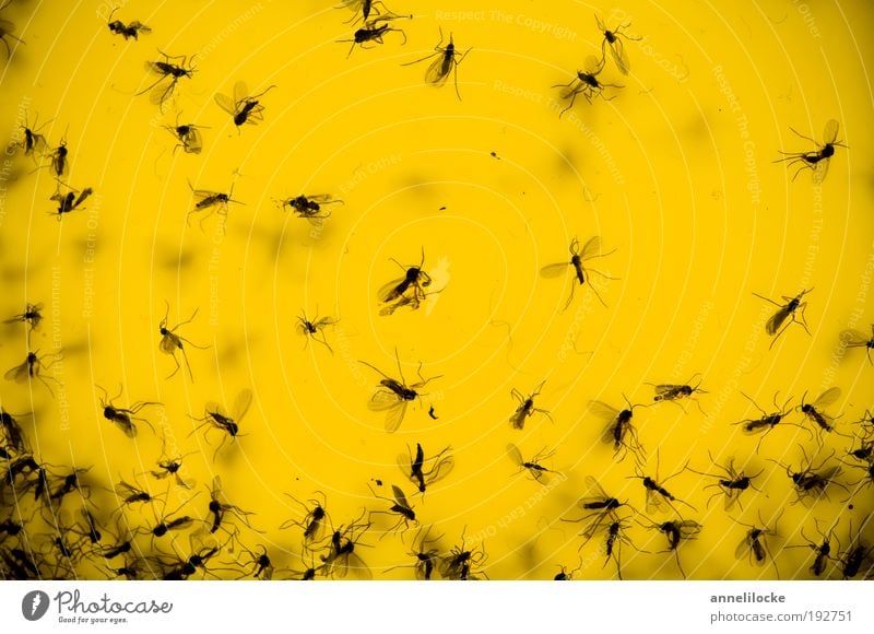 Das tapfere Schneiderlein Häusliches Leben Haus Blumentopf Fensterbrett Umwelt Natur Tier Wildtier Totes Tier Fliege Schädlinge Mückenplage Stechmücke Insekt