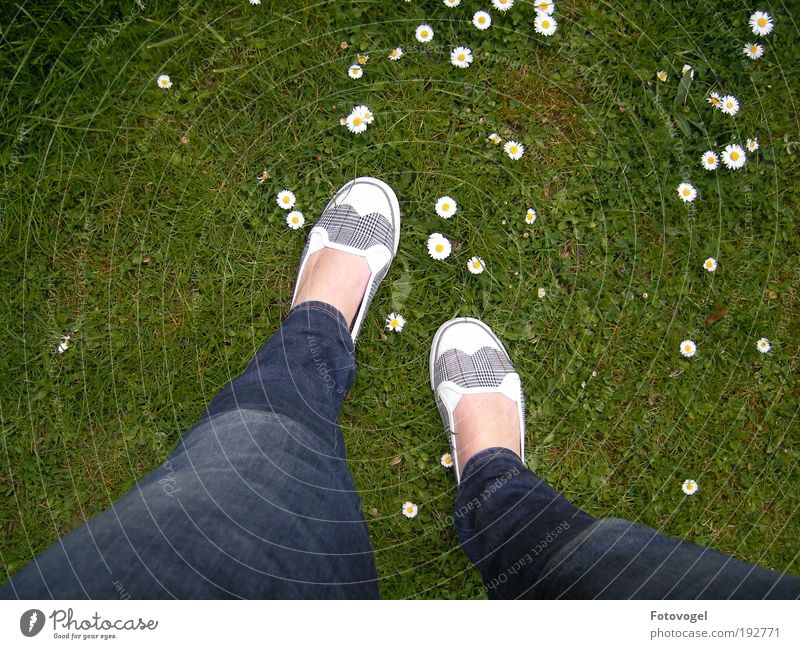 Gänsemarsch feminin Beine Fuß Natur Sommer Schönes Wetter Pflanze Blume Wiese beobachten laufen frisch natürlich grün weiß Fröhlichkeit Zufriedenheit