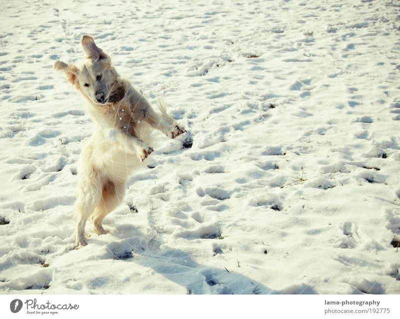 Schneehase Natur Winter Schönes Wetter Tier Haustier Hund Golden Retriever 1 Schneebälle Spielen springen frei Fröhlichkeit weiß Freude Gassi gehen Farbfoto