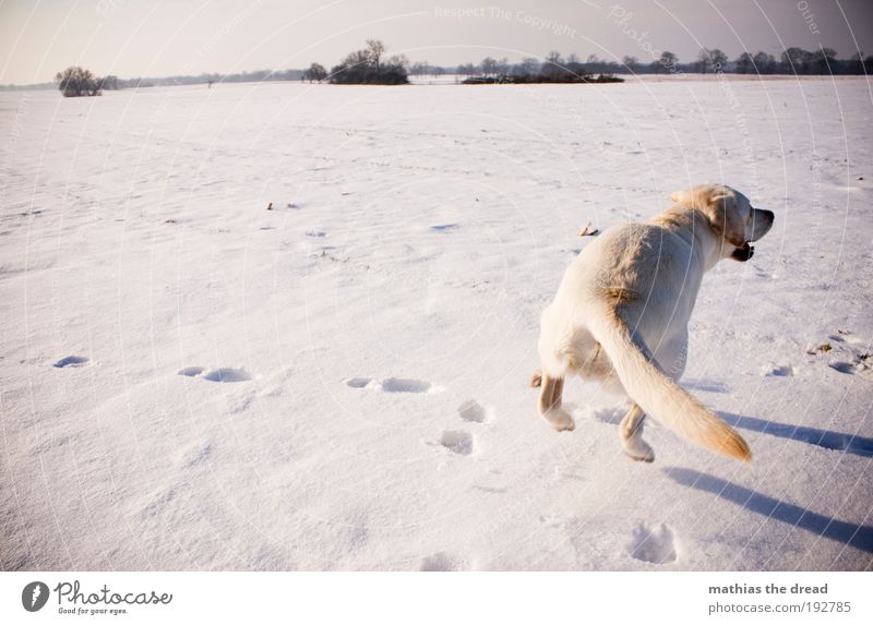 IMMER DEN SPUREN HINTERHER Umwelt Natur Landschaft Himmel Wolkenloser Himmel Horizont Sonne Winter Schönes Wetter Eis Frost Schnee Wiese Feld Tier Haustier Hund
