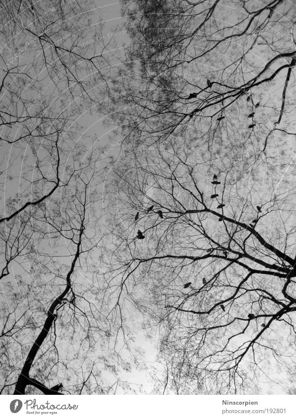 doves horizon Natur Pflanze Tier Himmel Wolkenloser Himmel Sonnenlicht Baum Wald Vogel Taube Tiergruppe Schwarm Tierfamilie frei oben schön schwarz weiß