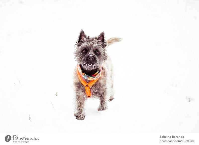 Cairn Terrier im Schnee Tier Haustier Hund Tiergesicht Fell Pfote 1 laufen Spielen ästhetisch Coolness kalt kuschlig klein lustig Neugier positiv rebellisch