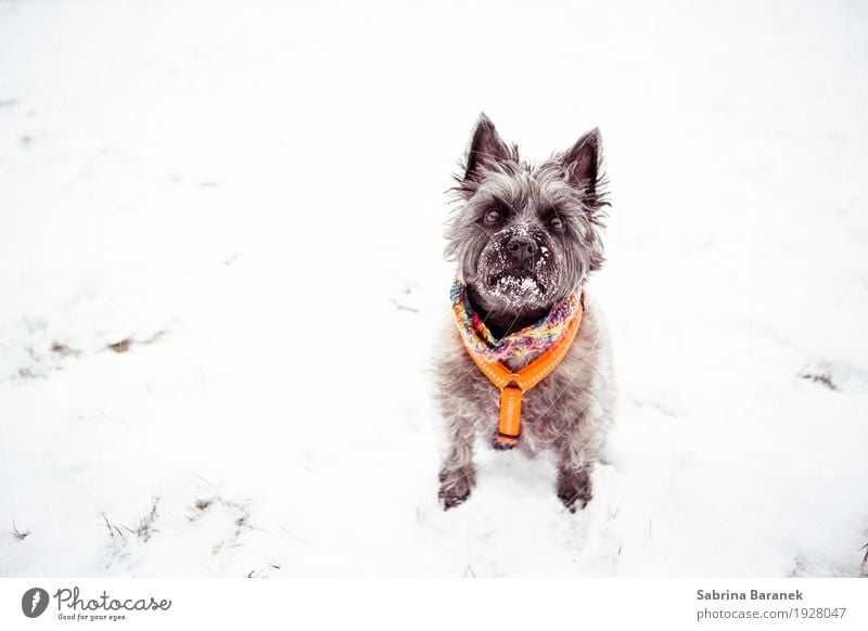 Cairn Terrier im Schnee II Tier Haustier Hund Fell Pfote 1 frech Freundlichkeit Fröhlichkeit kalt kuschlig stark weich braun mehrfarbig orange weiß Farbfoto