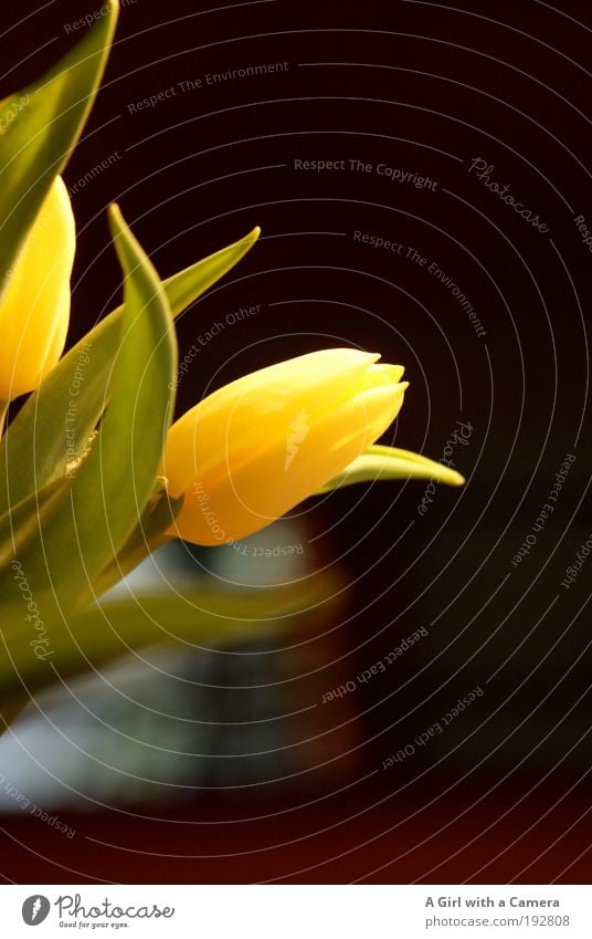 totally tulip elegant Valentinstag Muttertag Kunst Natur Pflanze Blume Tulpe Blatt Topfpflanze Park Wiese frisch glänzend Glück nah natürlich wild weich gelb