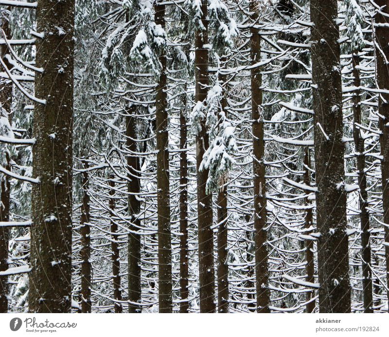 Winterwald Umwelt Natur Landschaft Pflanze Klima Wetter schlechtes Wetter Eis Frost Schnee Baum Wald Berge u. Gebirge Coolness dunkel hoch kalt schwarz weiß