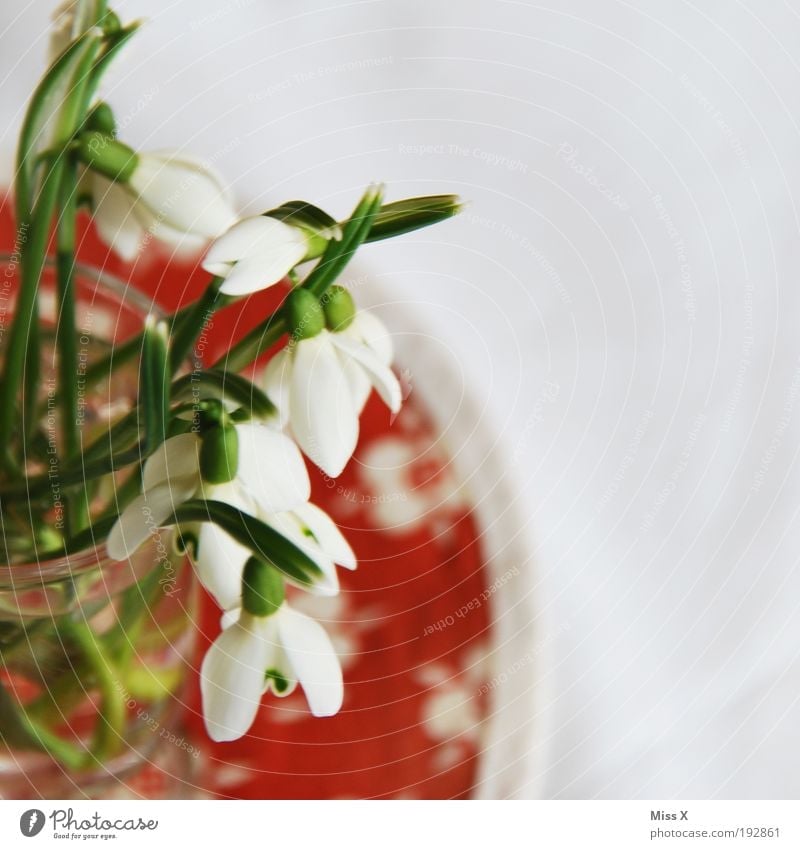 In der Vase Häusliches Leben Dekoration & Verzierung Natur Frühling Pflanze Blume Blüte frisch schön weiß Schneeglöckchen Tisch Farbfoto mehrfarbig