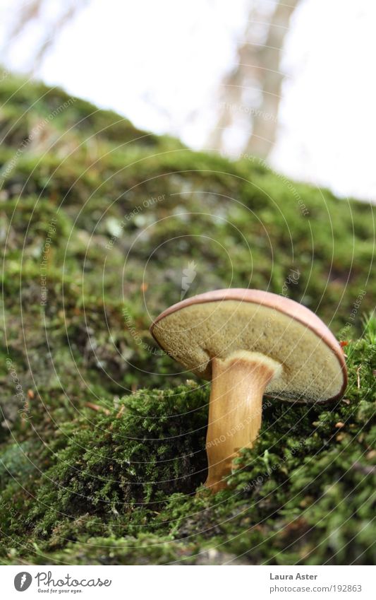Ein schöner Pilz, ein zweiter Pilz Natur Erde Moos Wald lecker Farbfoto Außenaufnahme Menschenleer Tag