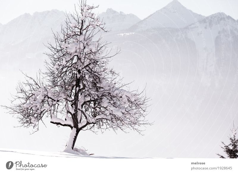 Natur verbunden Landschaft Himmel Sonnenlicht Winter Schönes Wetter Eis Frost Schnee Baum Ast Zweige u. Äste Berge u. Gebirge Naturliebe einzelner Baum