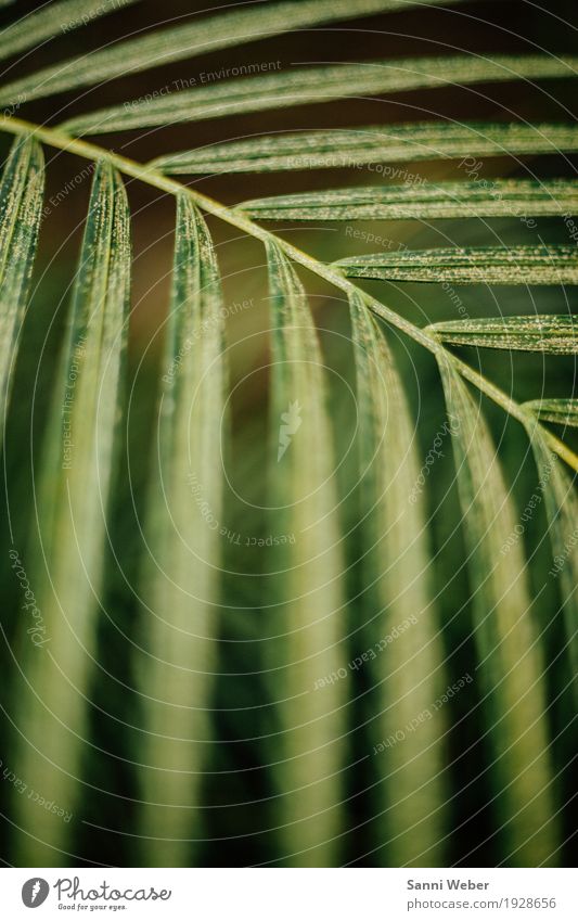 Palm Leaf 03 Natur Pflanze Tier Erde Baum Grünpflanze exotisch Urwald grün schwarz authentisch Idylle Farbfoto Innenaufnahme Nahaufnahme Detailaufnahme Tag