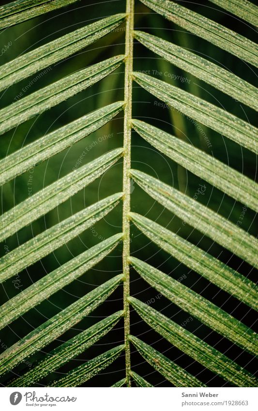 Palm Leaf 04 Natur Pflanze Tier Baum Blatt Grünpflanze exotisch Urwald grün schwarz Farbfoto Innenaufnahme Nahaufnahme Detailaufnahme Menschenleer Tag Licht
