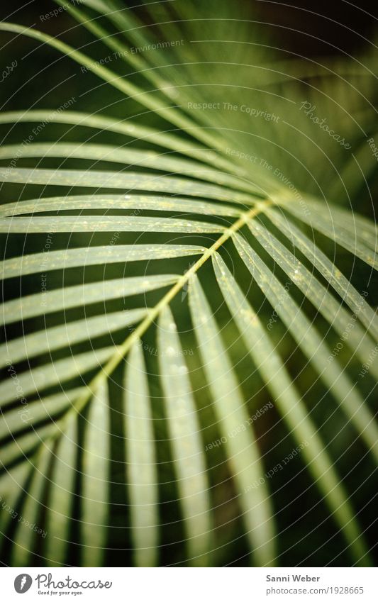Palm Leaf 05 Natur Pflanze Tier Erde Baum Grünpflanze exotisch Urwald grün weiß Farbfoto Innenaufnahme Nahaufnahme Detailaufnahme Menschenleer Tag Licht