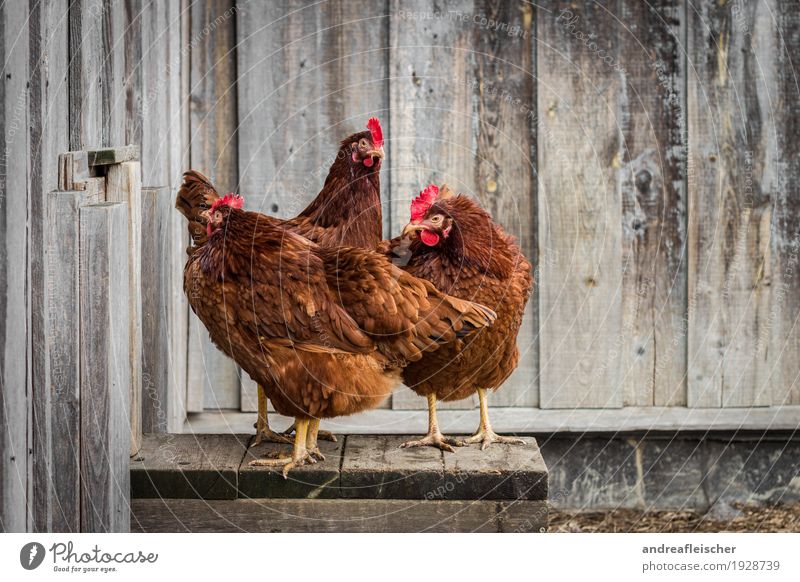 Posen können diese Hennen. Lebensmittel Fleisch Lifestyle Gesundheit Freizeit & Hobby Spielen Garten Ostern Tier Nutztier 3 Tiergruppe stehen Hühnervögel