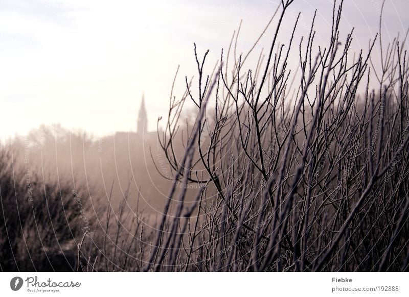 Eiszeit Umwelt Natur Frost Schnee Pflanze Baum Sträucher Dorf Kirche Erholung kalt nass trist weiß ruhig Einsamkeit Stimmung träumen Winter Spaziergang Nebel