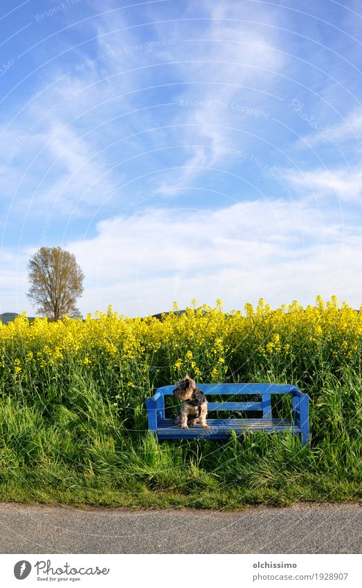 Blue Bench Cool Dog Luft Himmel Sommer Schönes Wetter Blume Dorf Hund 1 Tier genießen sitzen Vorsicht Gelassenheit Rapsfeld Yorkshire-Terrier schön Bank Baum