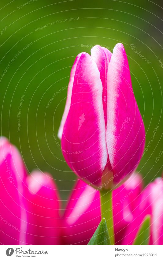 Helle Tulpe Natur Pflanze Blume Blatt Blüte mehrfarbig grün rosa weiß Frühlingsgefühle Gelassenheit Reinheit perfekt Farbfoto Nahaufnahme Detailaufnahme