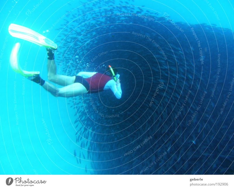 Der Schwarm Wassersport tauchen Mann Erwachsene 1 Mensch bedrohlich dunkel gruselig blau gelb rot Neugier Interesse Meer Farbfoto Unterwasseraufnahme Tag