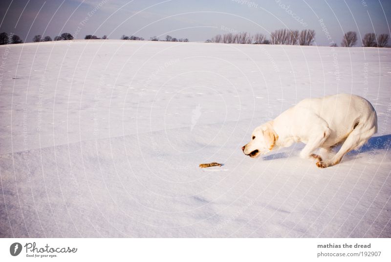 SPIELTRIEB Umwelt Natur Landschaft Wolkenloser Himmel Winter Schönes Wetter Eis Frost Schnee Baum Wiese Feld Tier Haustier Hund 1 Spielen springen sportlich